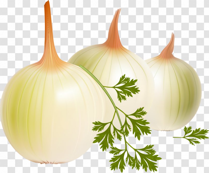French Onion Soup Vegetable Yellow Vector Graphics - Cooking Transparent PNG