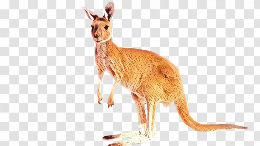 Kangaroo Macropods Terrestrial Animal Tail - Wallaby - Dhgatecom Transparent PNG