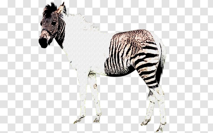 Quagga Okapi Mane Zebra Mustang Transparent PNG