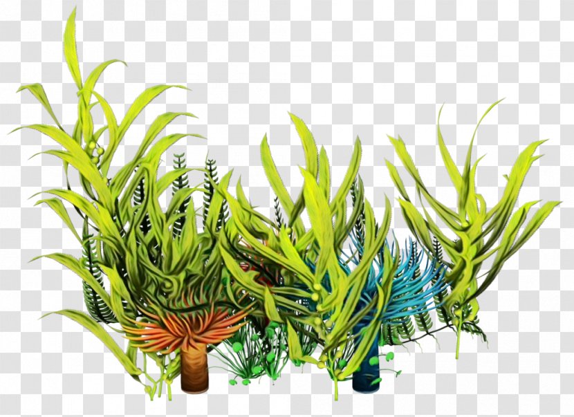 Drawing Of Family - Algae - Rosemary Plant Stem Transparent PNG