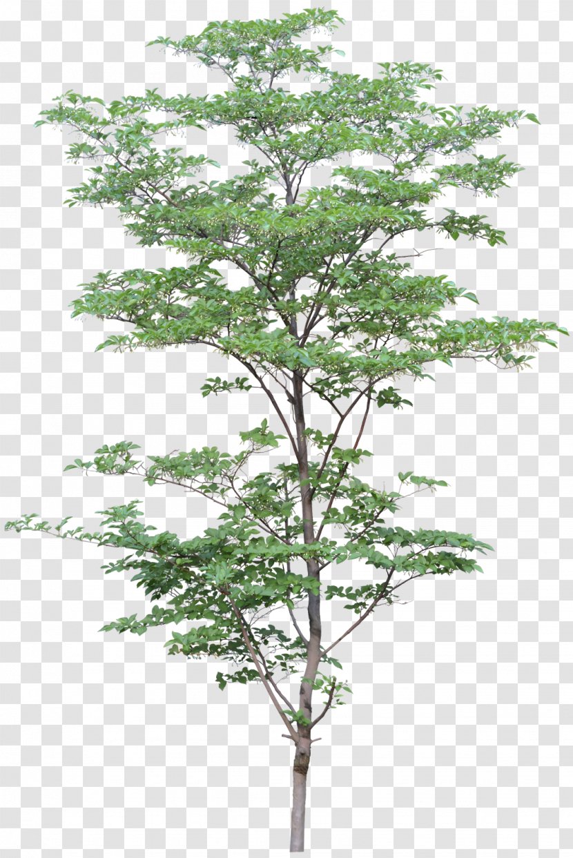 Tree Project Architecture - Landscape - Almond Transparent PNG