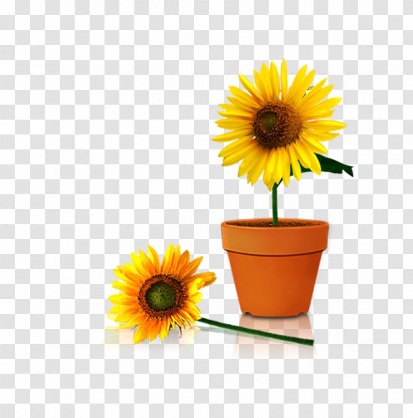 Common Sunflower Flowerpot Vase - Gerbera - Yellow Sunflowers Transparent PNG