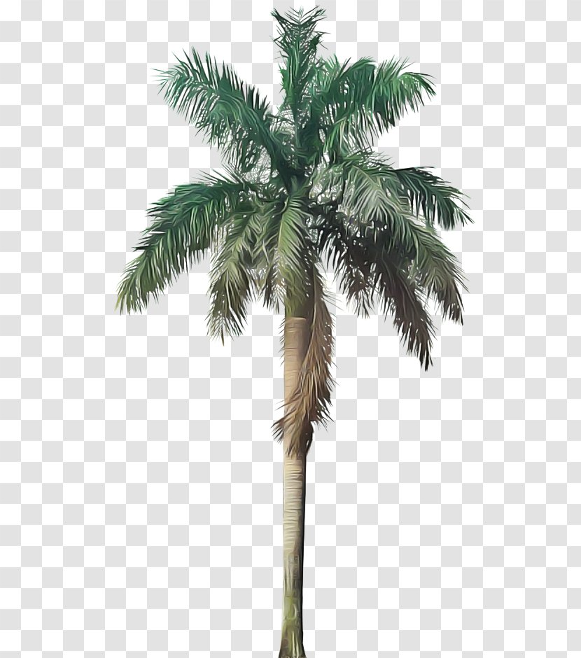 Palm Tree - Coconut Borassus Flabellifer Transparent PNG