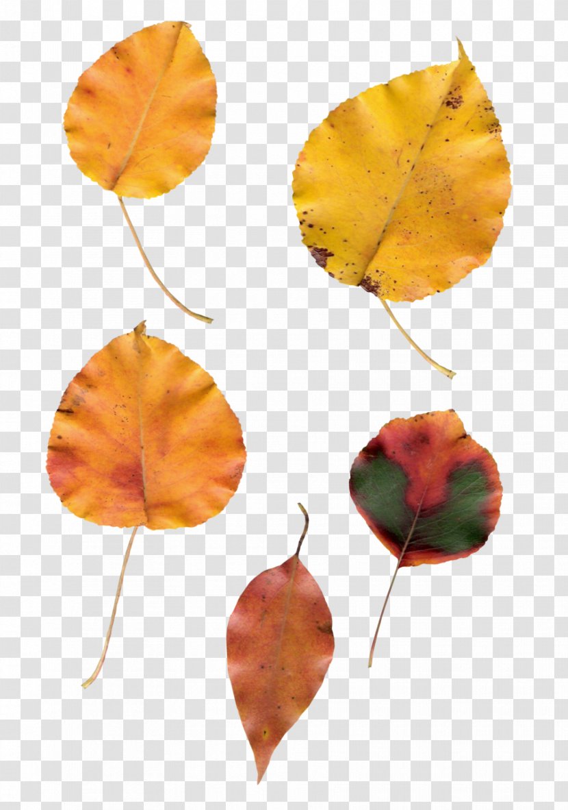 Leaf - Petal Transparent PNG