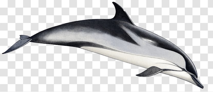 Common Bottlenose Dolphin Short-beaked Striped Tucuxi Rough-toothed Transparent PNG