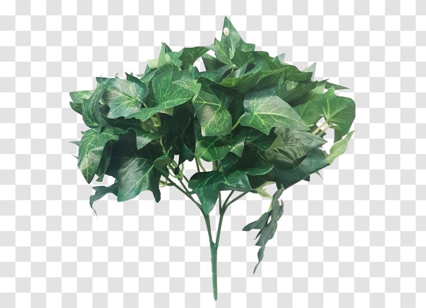 Capsicum Annuum Leaf Vegetable Plant Stem Lettuce Transparent PNG