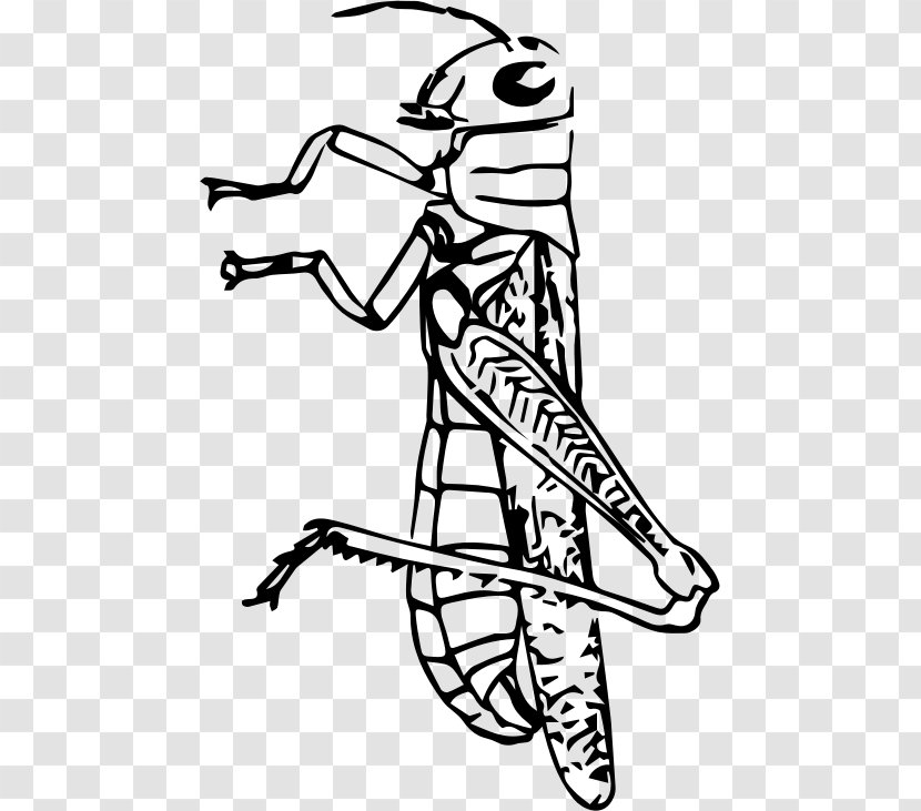 Insect Black And White Grasshopper Clip Art - Headgear Transparent PNG
