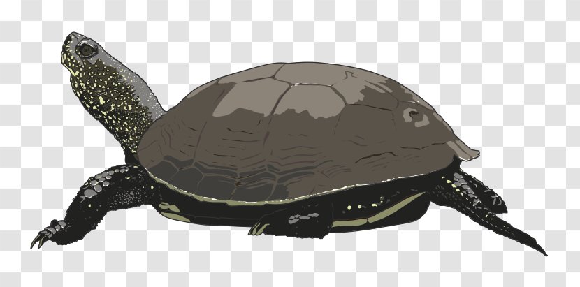 Sea Turtle Free Content Clip Art - Reptile - Turtles Cliparts Transparent PNG