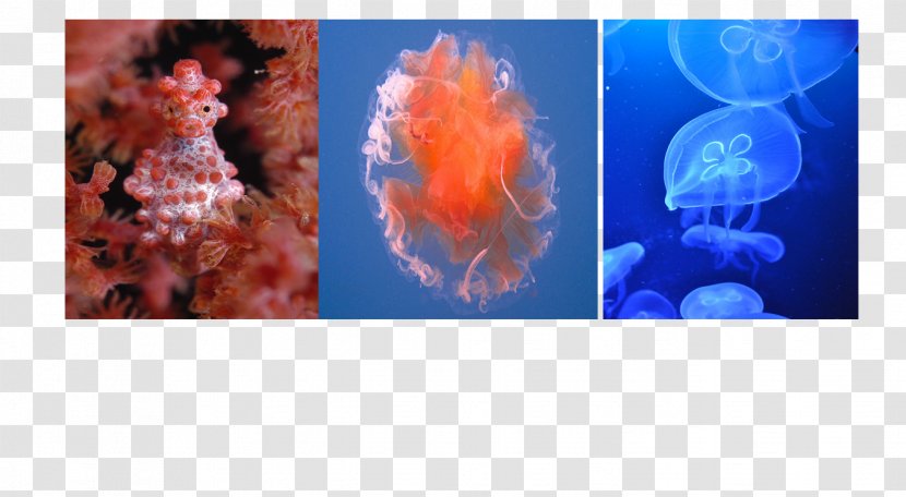Jellyfish Pygmy Seahorse Marine Biology - Orange - Under Water Transparent PNG