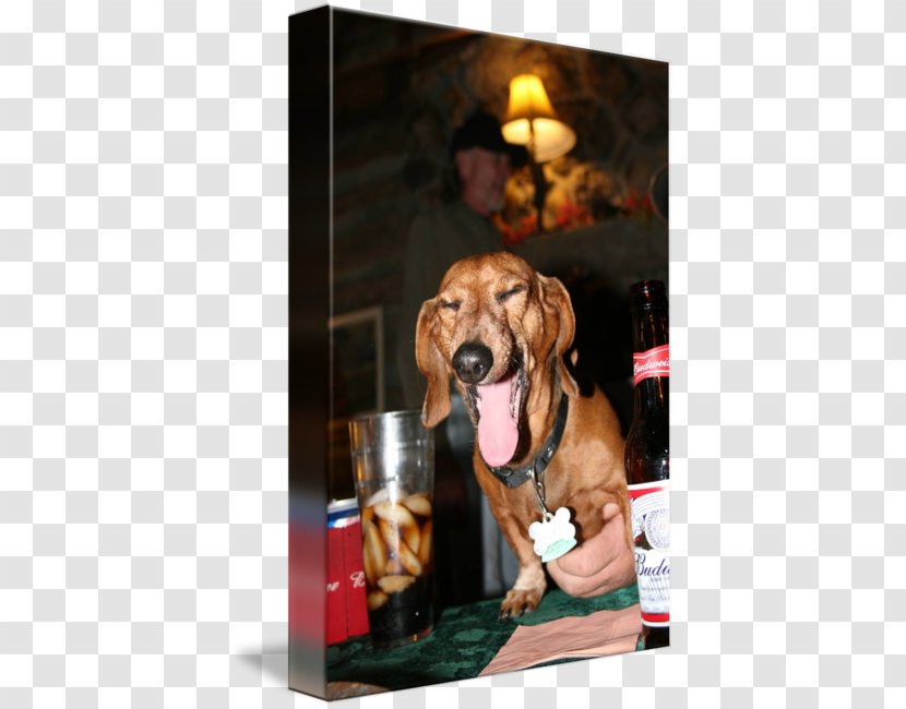 Dog Snout - Like Mammal - Wiener-Dog Transparent PNG