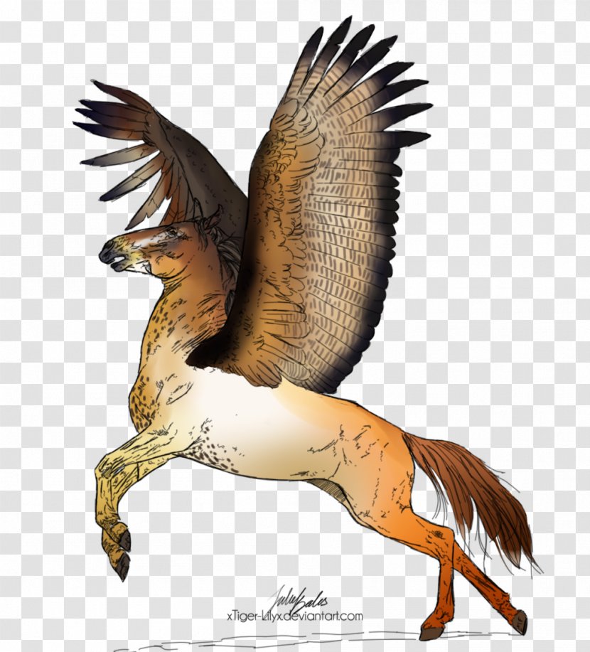 Duck Dog Canidae Feather Beak - Water Bird - Red Tailed Hawk Transparent PNG