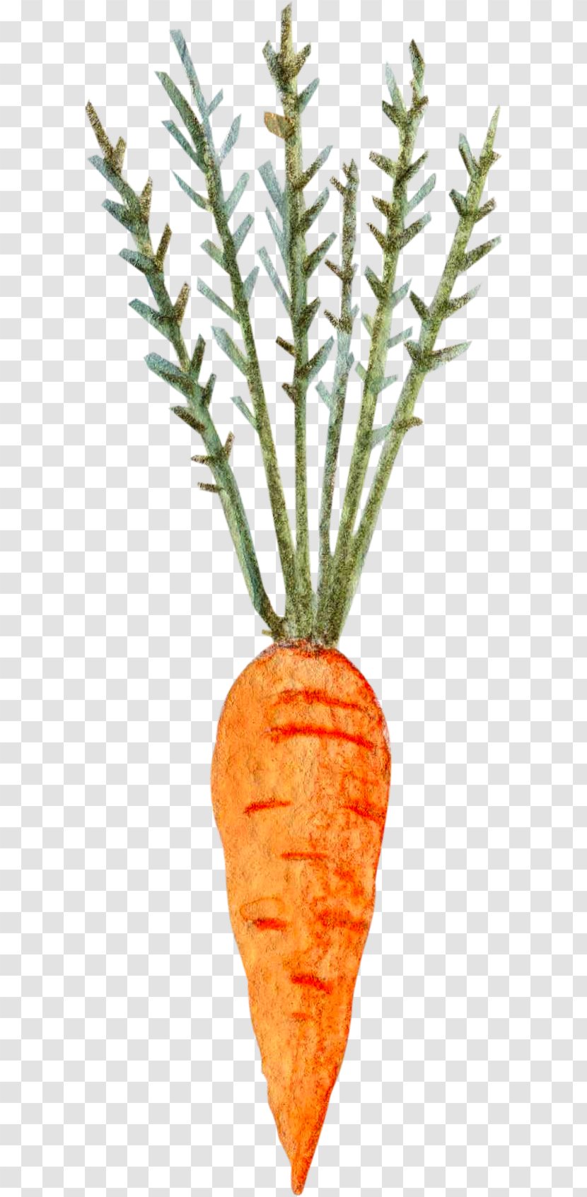 Carrot Vegetable - Ingredient - Hand Painted With Leaf Carrots Transparent PNG