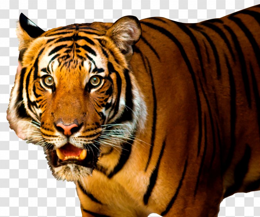 Lion Siberian Tiger Felidae - Big Cat Transparent PNG