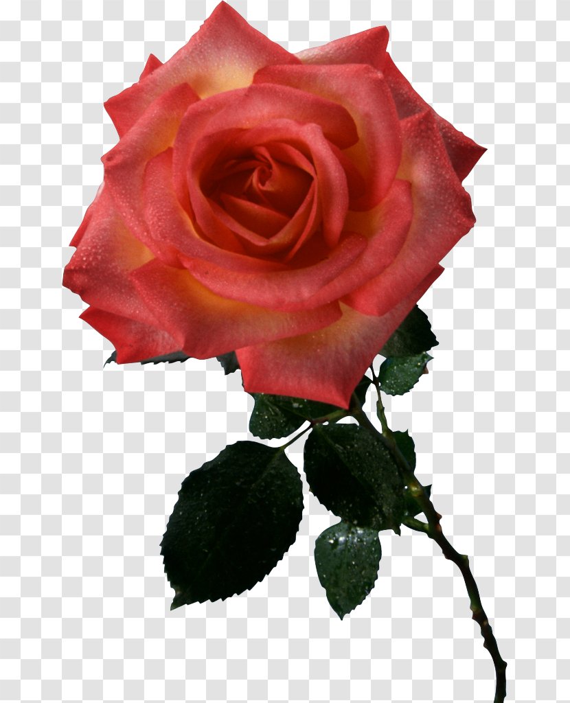 Garden Roses Cabbage Rose Floribunda Take Care Of Mama Cut Flowers - Merci Transparent PNG