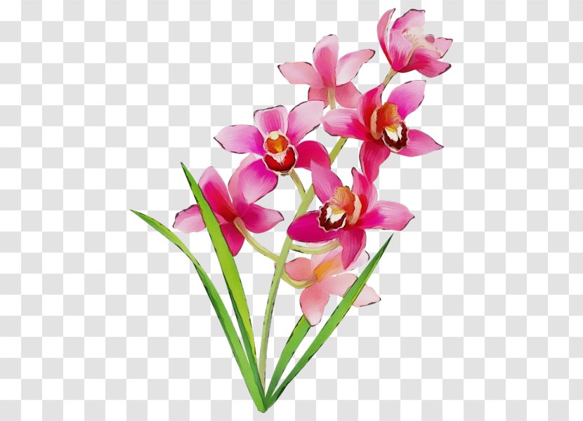Flower Petal Cut Flowers Pink Plant - Ixia Pedicel Transparent PNG