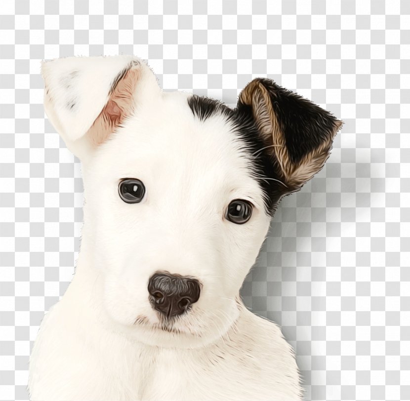 Rat Cartoon - American Staffordshire Terrier - Old English Rare Breed Dog Transparent PNG