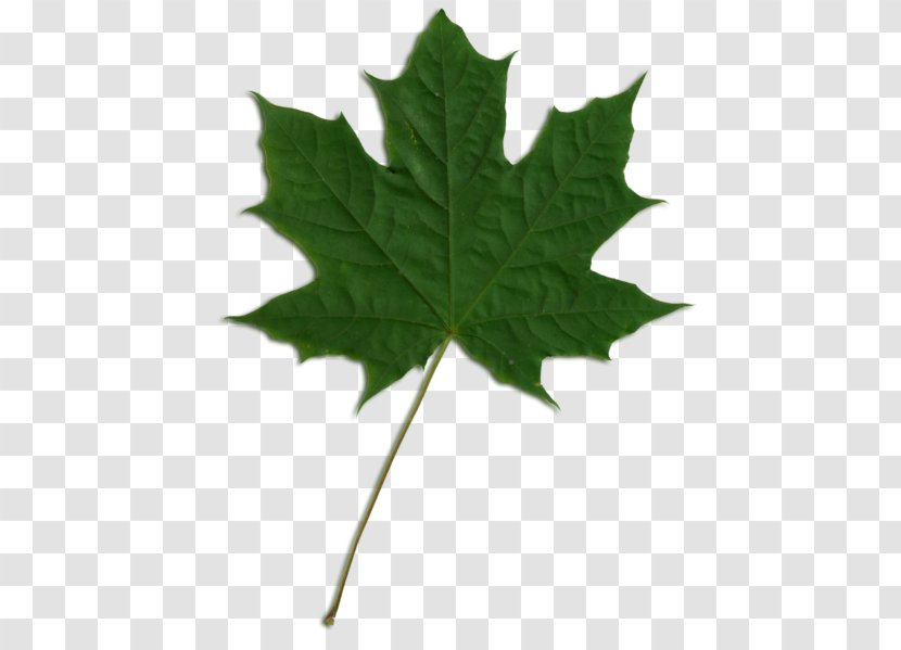 Sycamore Maple American Leaf Norway - Canadian Silver Transparent PNG