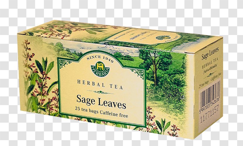 Flowering Tea Common Sage Herb Green Transparent PNG