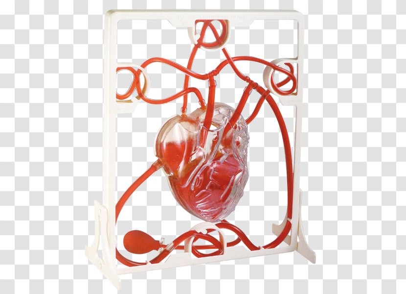 Pump Heart Anatomy Laboratory Human Body - Dominos Transparent PNG