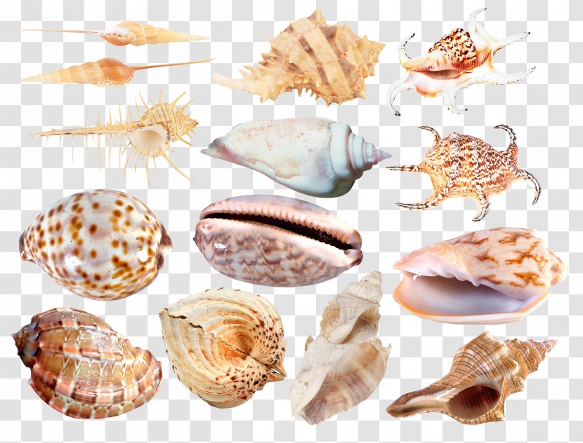 Cockle Seashell Conchology Veneroida Sea Snail - Seafood Transparent PNG