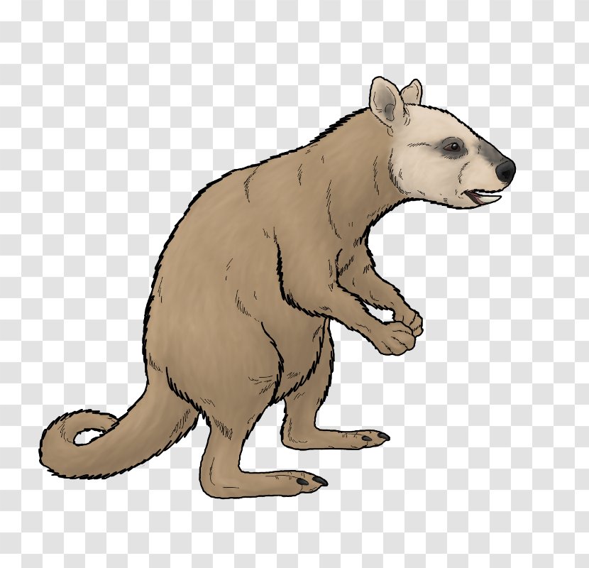 Bear Ekaltadeta Marsupial Rat Kangaroo - Tail Transparent PNG