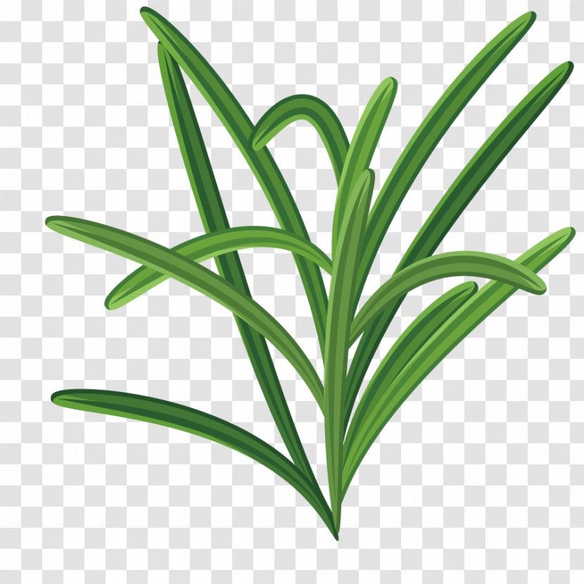 Leaf Herbaceous Plant - Green - Vector Grass Transparent PNG