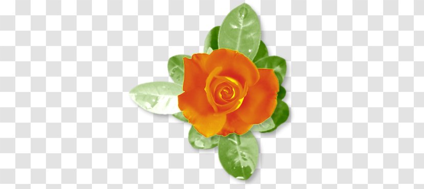 Garden Roses Flower Transparent PNG