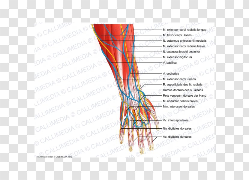 Finger Nerve Blood Vessel Human Anatomy Hand - Frame Transparent PNG