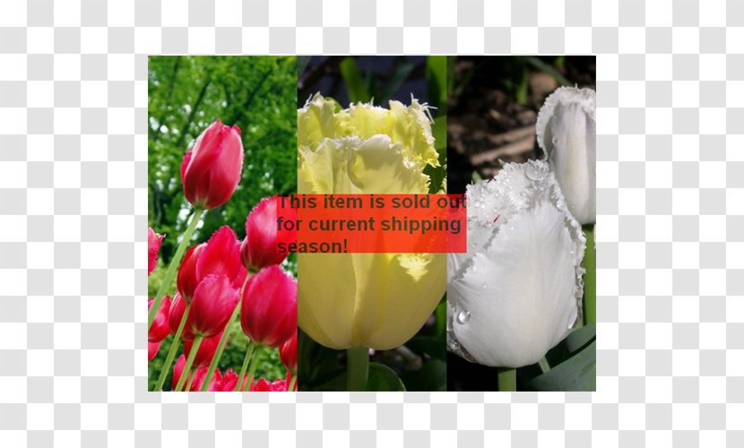 Tulip Bulb Floristry Petal Flower - Meadow Transparent PNG