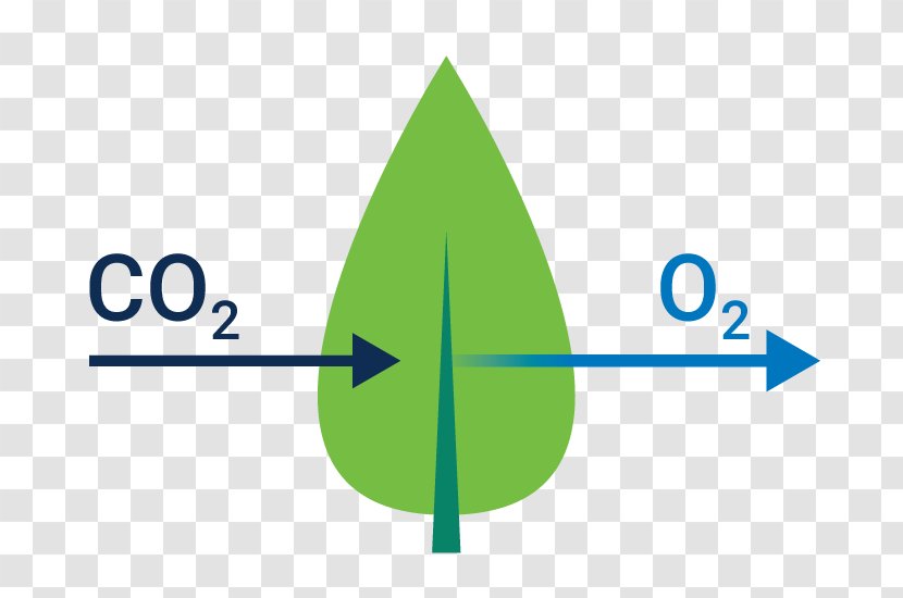 Leaf Gas Exchange Photosynthesis Blood - Area - Spherical Light Transparent PNG