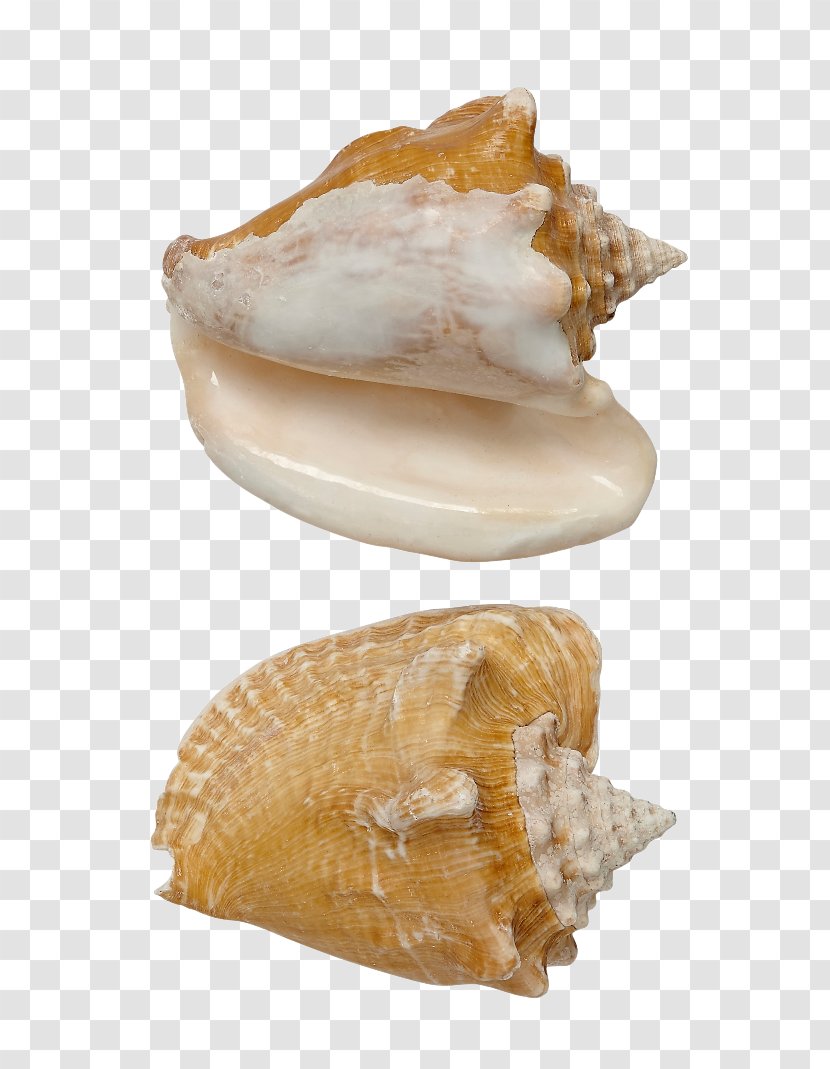 Cockle Conchology Seashell Shankha - Conch Transparent PNG