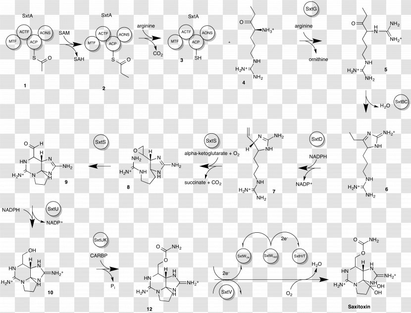 Saxitoxin Neurotoxin Paralytic Shellfish Poisoning Biosynthesis - Bluegreen Bacteria - Propionylcoa Transparent PNG