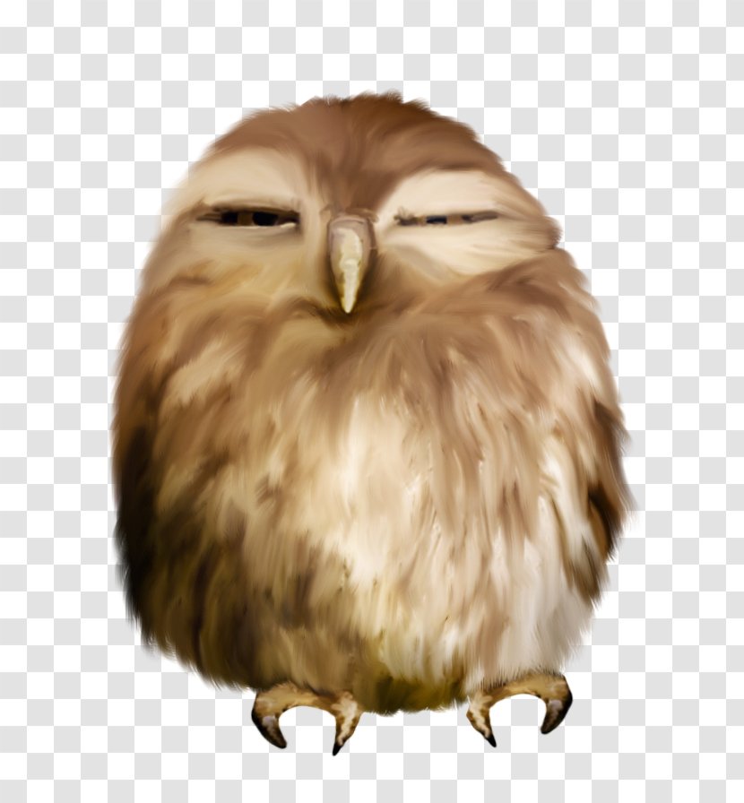 Owl Animation Clip Art - Feather Transparent PNG