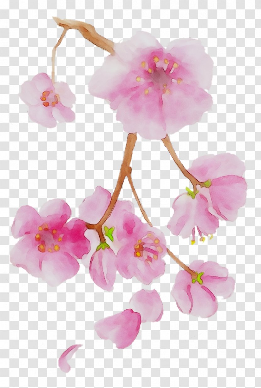 Moth Orchids ST.AU.150 MIN.V.UNC.NR AD Cherry Blossom Pink M - Orchid Transparent PNG