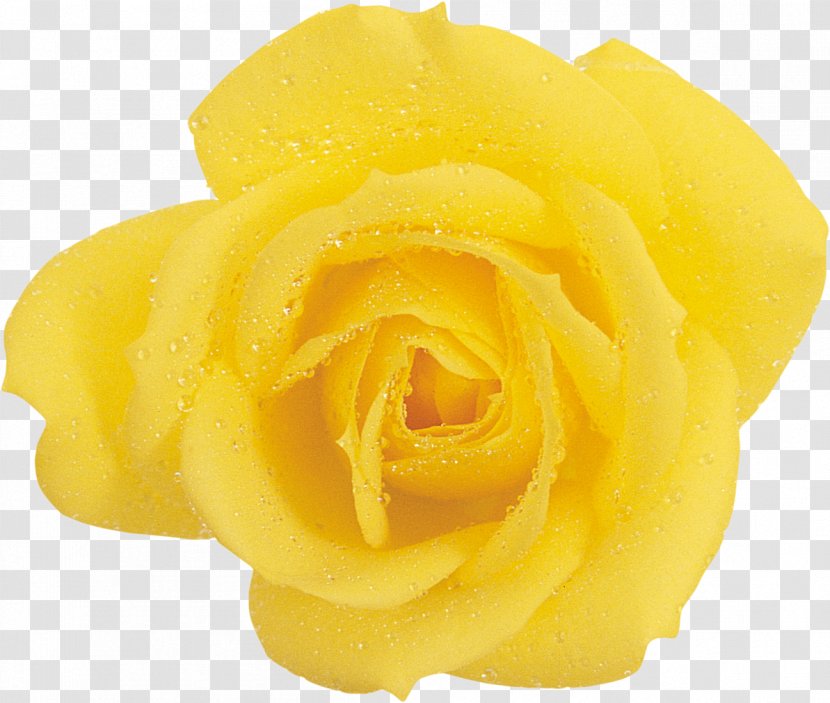 Garden Roses Yellow Beach Rose Flower - Close Up Transparent PNG