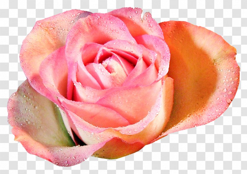 Garden Roses Flower Clip Art - Flowering Plant - Rose Transparent PNG