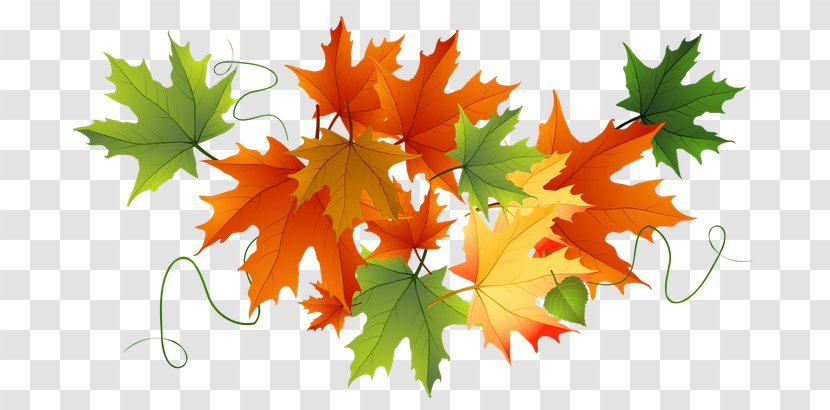 Clip Art Autumn Leaf Color Image - Orange Transparent PNG