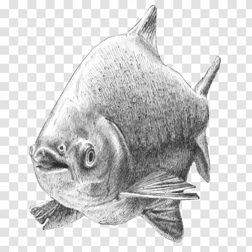 Tambaqui Drawing Fish Illustration - Black And White - Hand Painted Material Transparent PNG