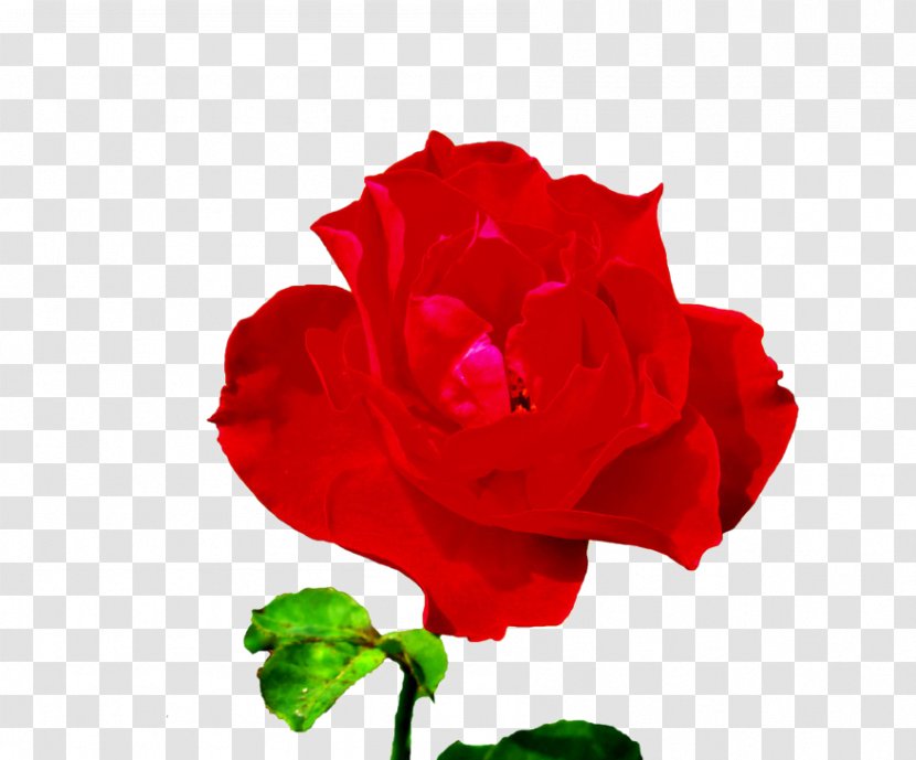 Rosa Chinensis Garden Roses Centifolia Beach Rose Floribunda - Magenta - A Transparent PNG