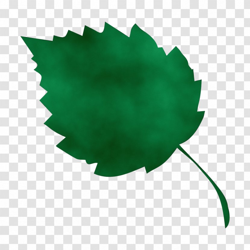 Oak Tree Drawing - Watercolor - Holly Logo Transparent PNG