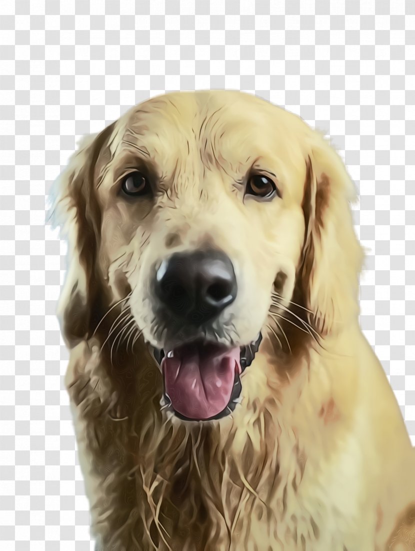 Dog Breed Golden Retriever Sporting Group - Wet Ink - Companion Transparent PNG