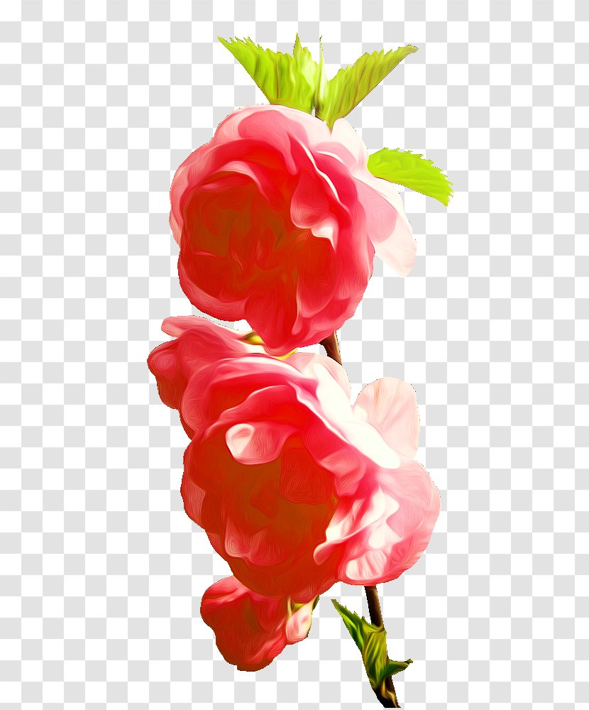 Garden Roses Red Pink - Photography - Rose Transparent PNG