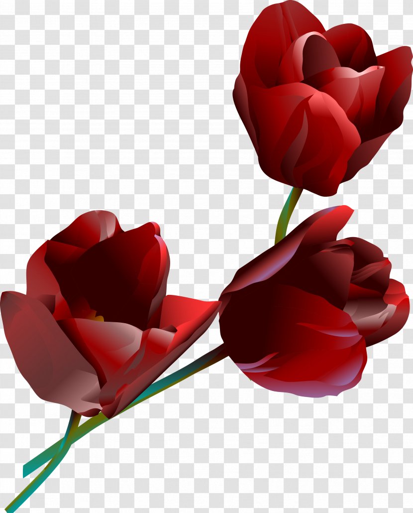 Garden Roses - Petal - Tender And Beautiful Transparent PNG