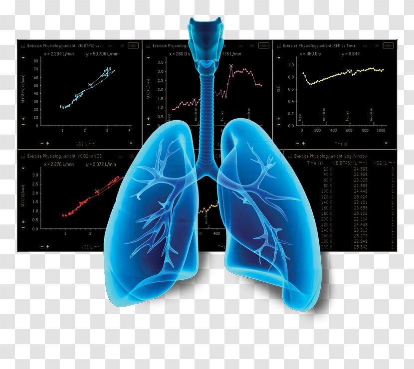 Photography Lung - Respiratory Transparent PNG
