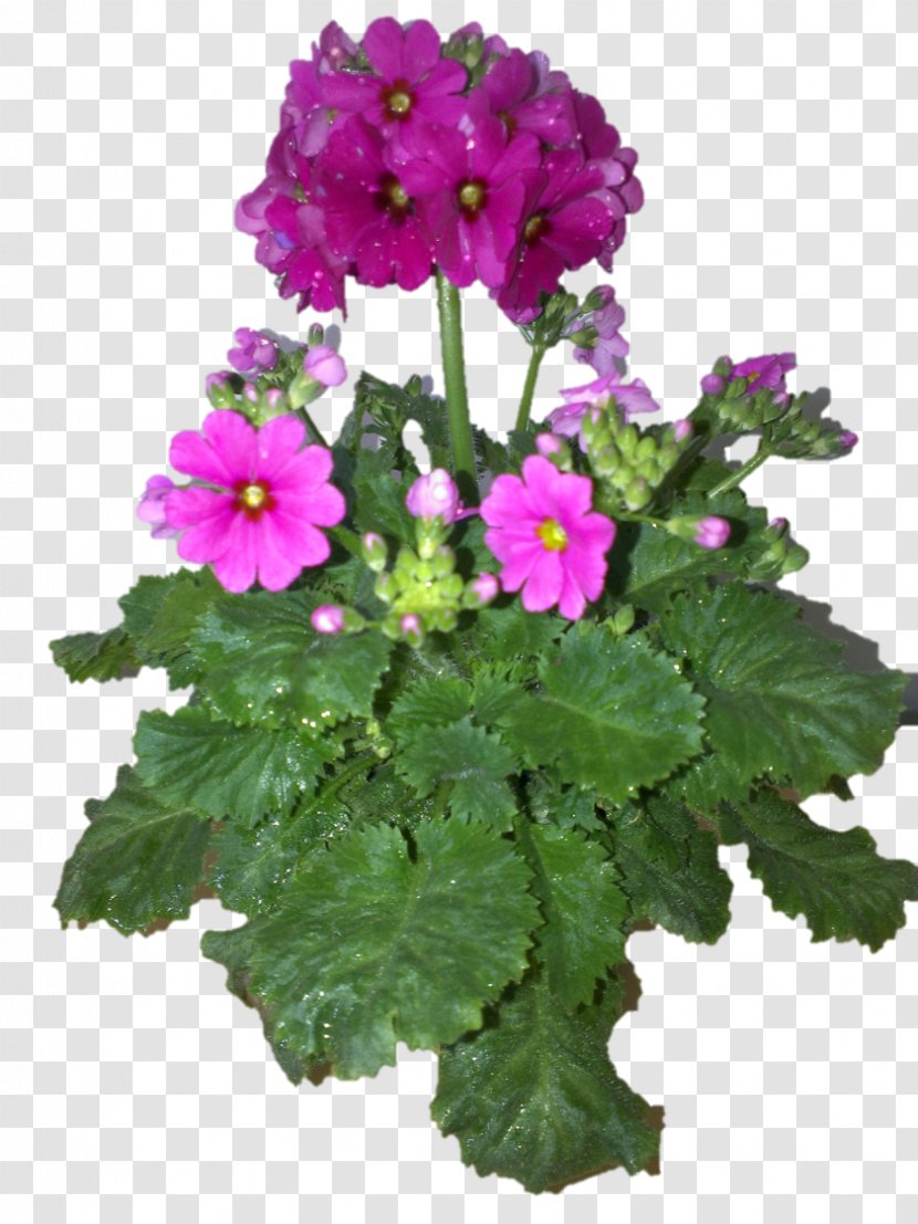 Vervain Annual Plant Herbaceous Primrose - Violet - Rich Flowers Transparent PNG