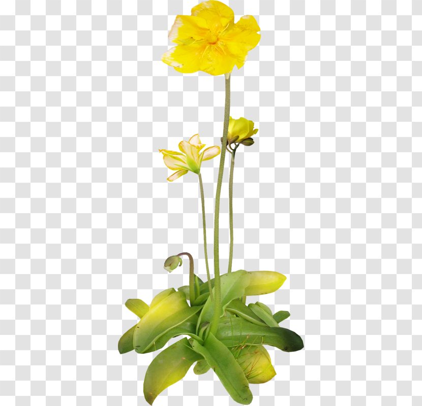 Floral Design Cut Flowers Flower Bouquet Clip Art - Yellow Transparent PNG