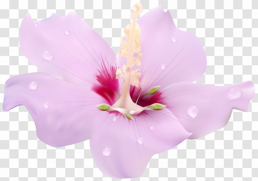 Flower Hibiscus Clip Art - Mallows - Pink Flowers Transparent PNG