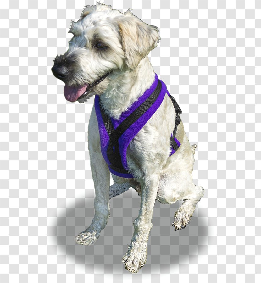 Schnoodle Dog Breed Harness Companion Collar - Carnivoran - Rescue Transparent PNG