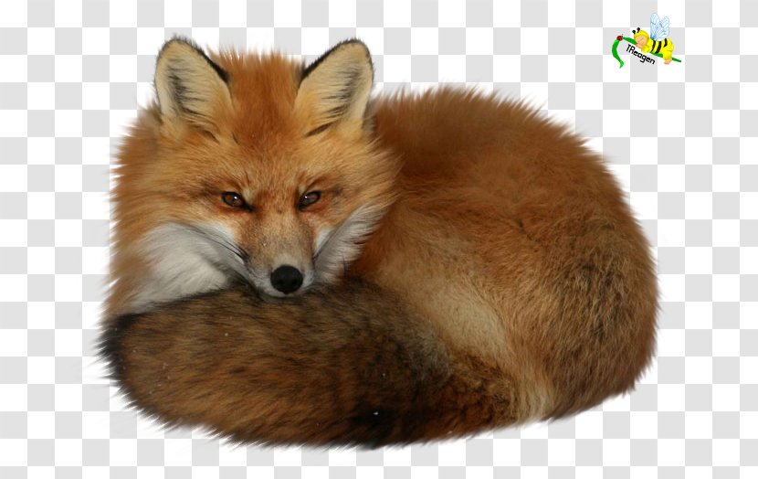 Red Fox Dog - Snout Transparent PNG