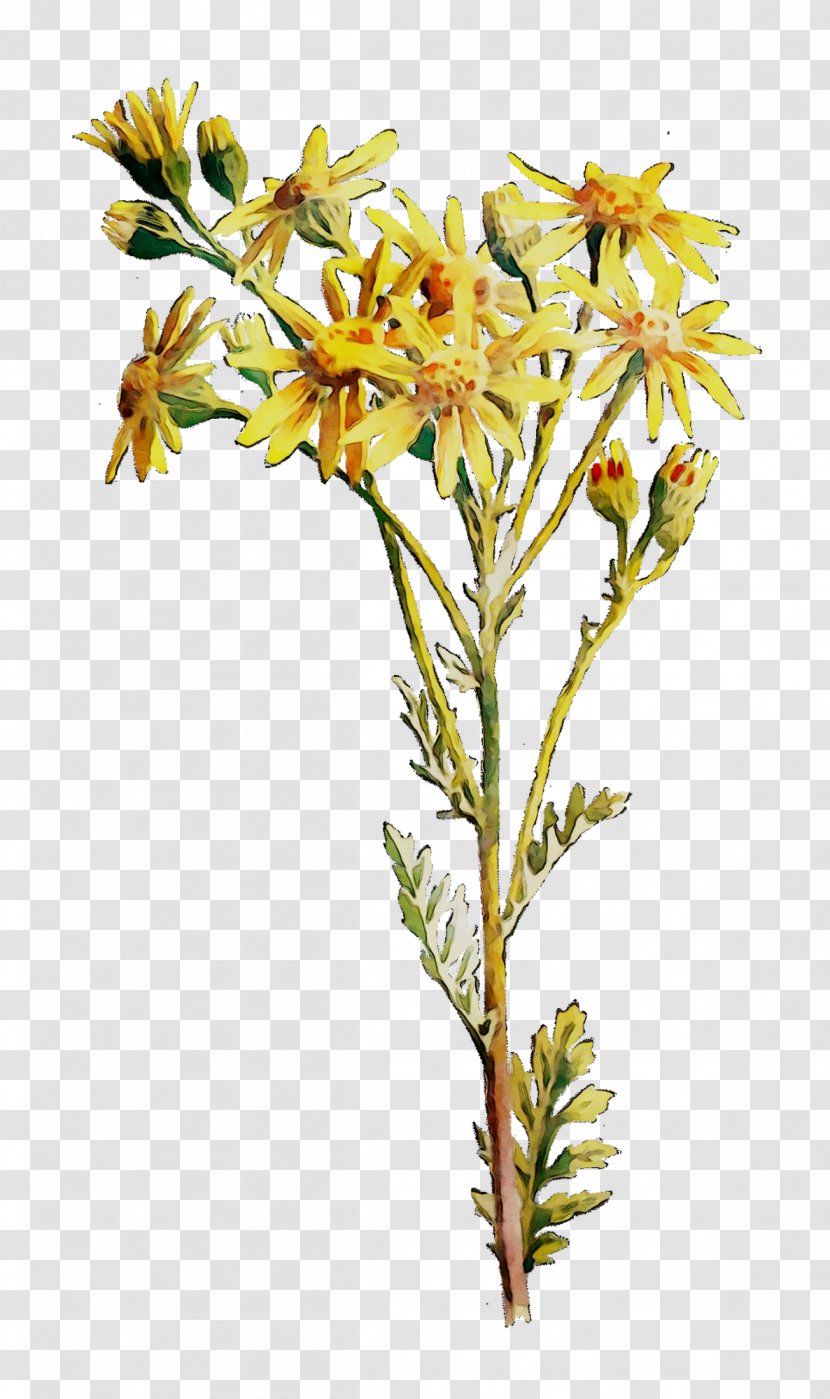 Cut Flowers Plant Stem Twig Flowering - Pedicel Transparent PNG